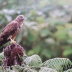 Au tour du monde 12 : les animaux de la Réunion