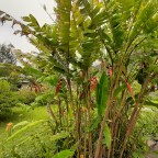 Dernières semaines à la Réunion