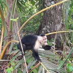 Première semaine au Costa Rica : Pura Vida!