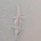 Au tour du monde 20, queue de baleine et crocodile